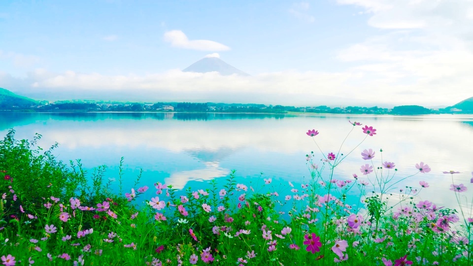 Flores y plantas del lago