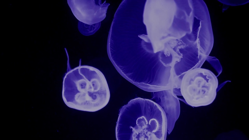 Color-changing jellyfish