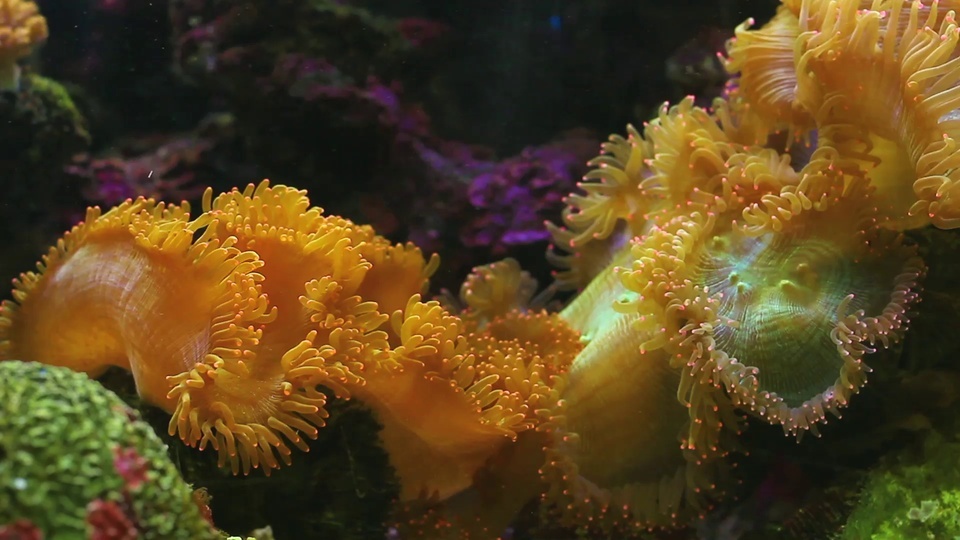 submarine coral