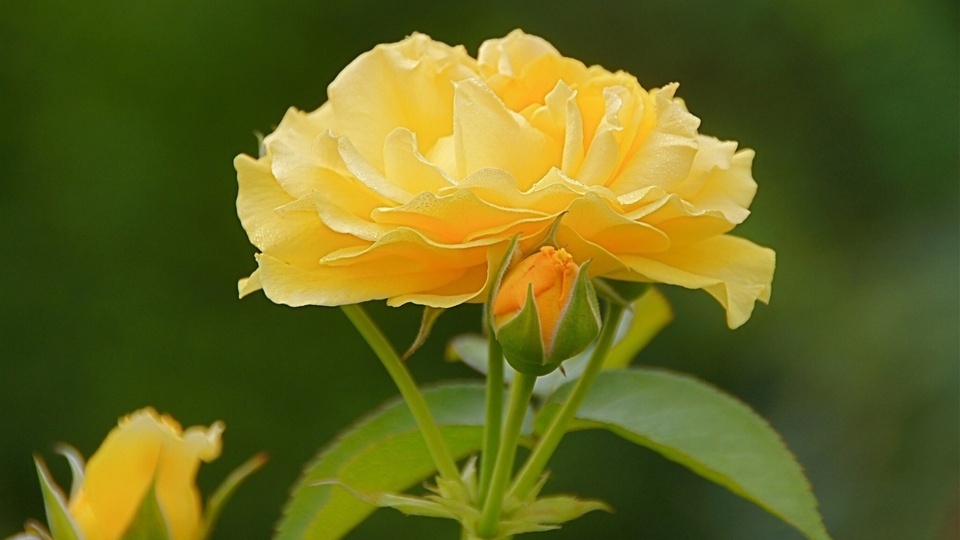 Una flor, temblando en el corazón