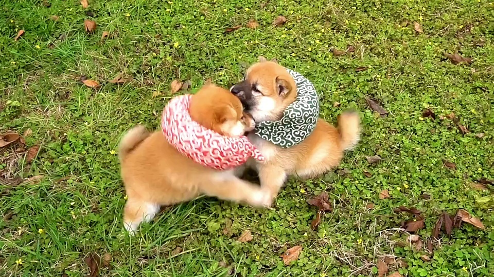 Puppy dog~ (super cute fight video)