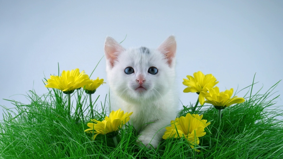 Kitten in the flowers