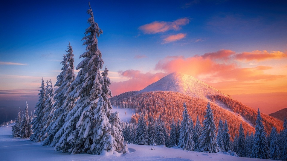 雪松树山自然风光4K