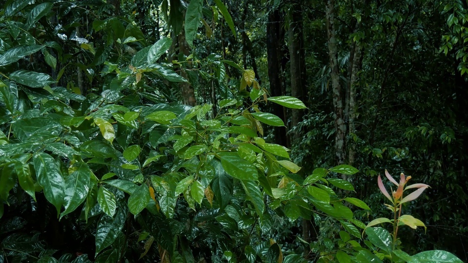 Folha de chuva de vento frio