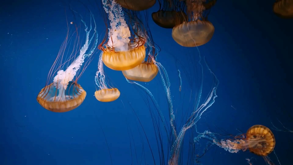 deep sea jellyfish