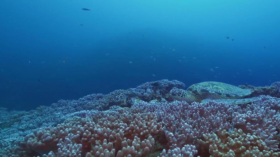 海底鱼群