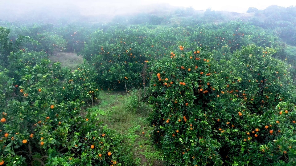 Orchard orange tree