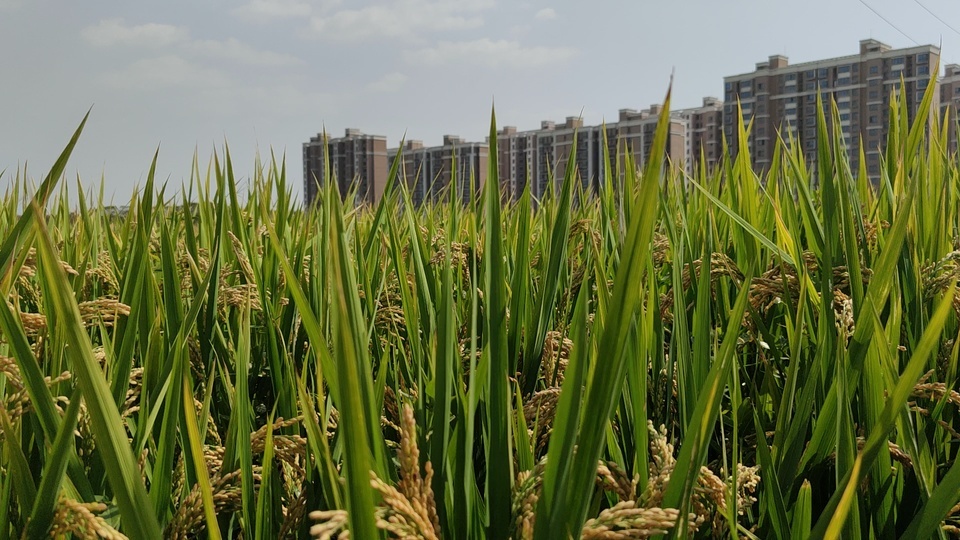 Campo de arroz urbano