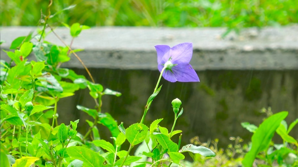 Flowers and plants in the rain