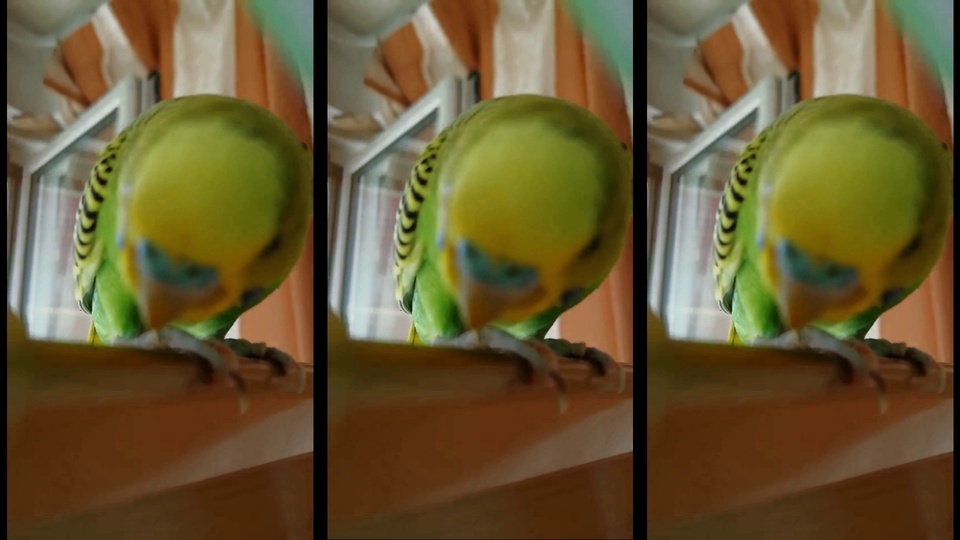 Budgerigar