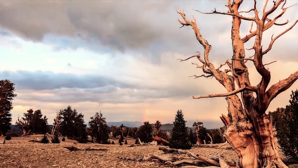 Standing as a tree