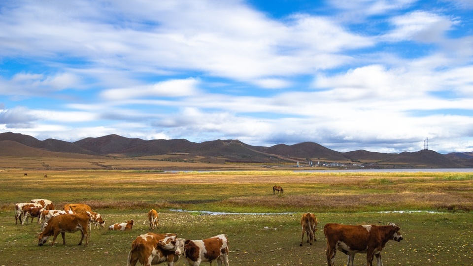 The wind blows the grass to see the cattle and sheep