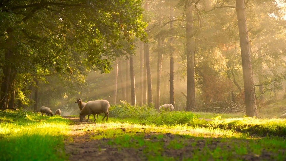 4K Sheep in the Forest