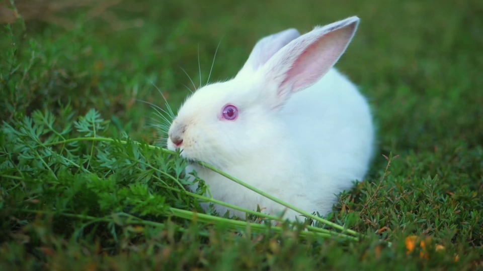 Rabbits eat grass