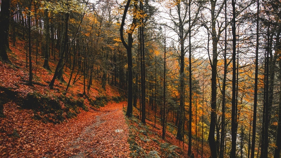 Light Rain in Maple Leaf Forest