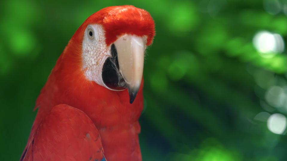 High definition parrot