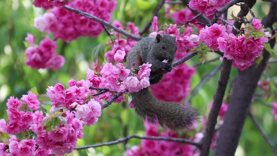 Ardilla pájaro con canción de insectos y canción de pájaros música