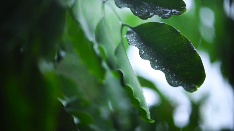 Protection des yeux verts