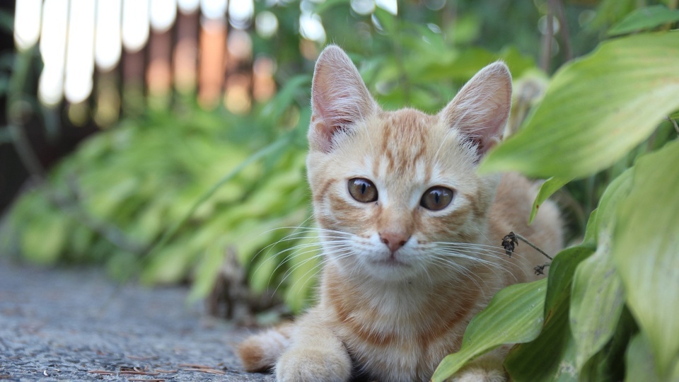 Gato tonto