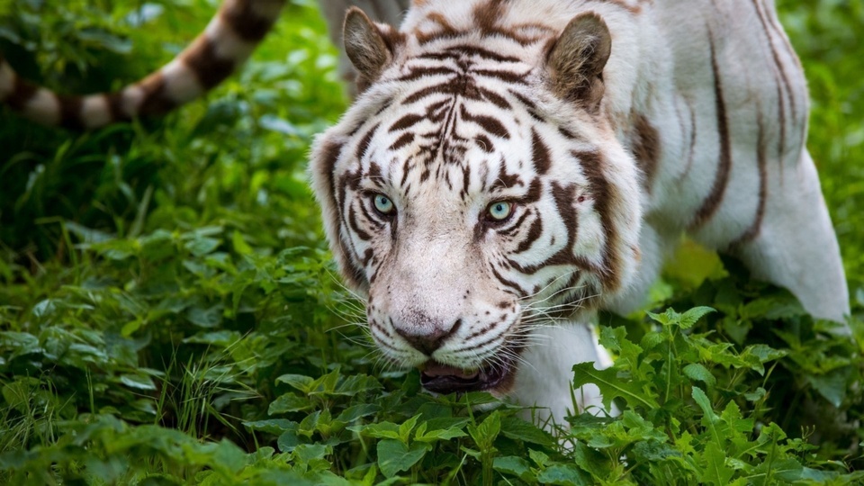 White Tiger