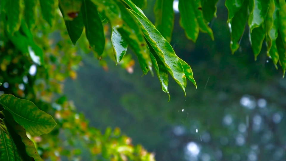 4K雨中绿树叶