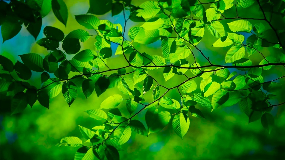 Tão verde.