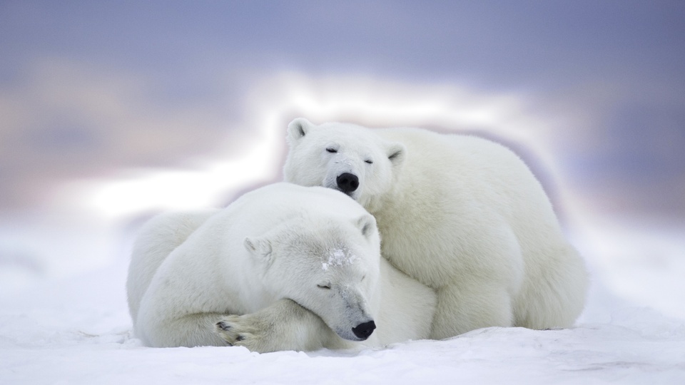 Polar bear snow