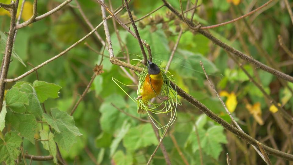 Pájaro tejido de nido