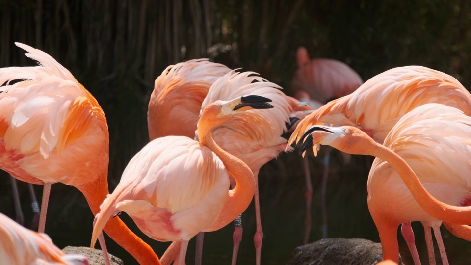 Grande Flamingo Vermelho