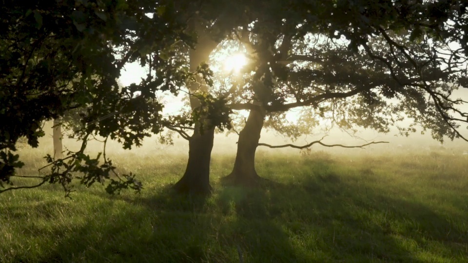 Forêt tôt le matin