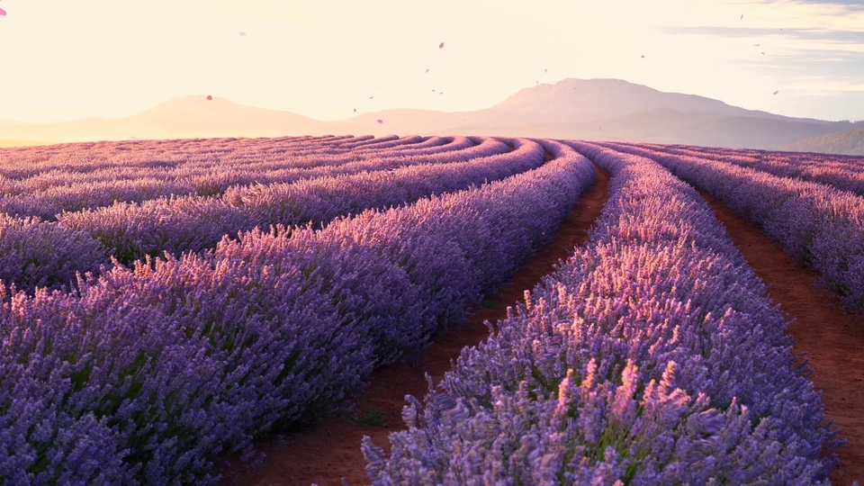 Hermoso mar de flores de lavanda