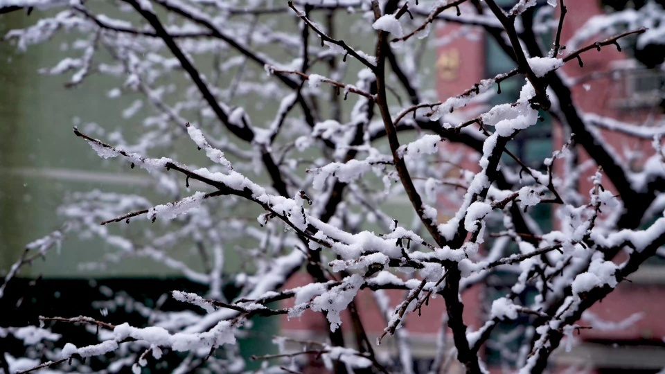 南方没有的飘雪