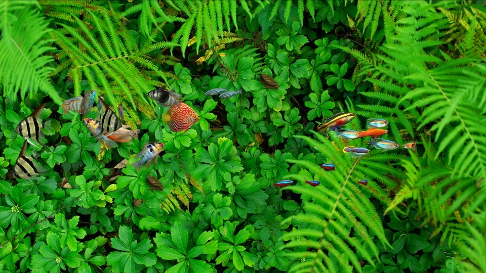 Protección ocular 4k acuario verde