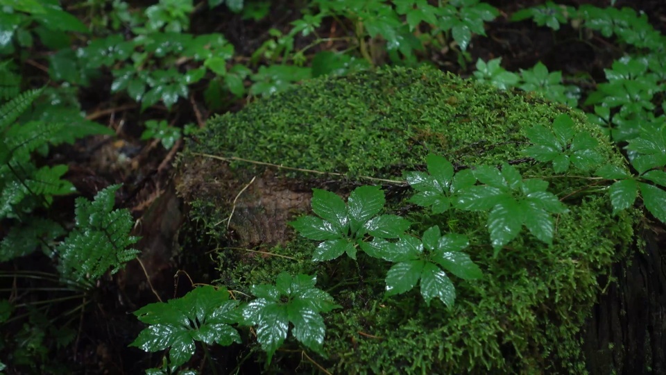 爬山虎