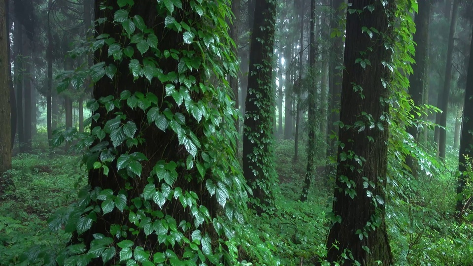 Plantas verdes