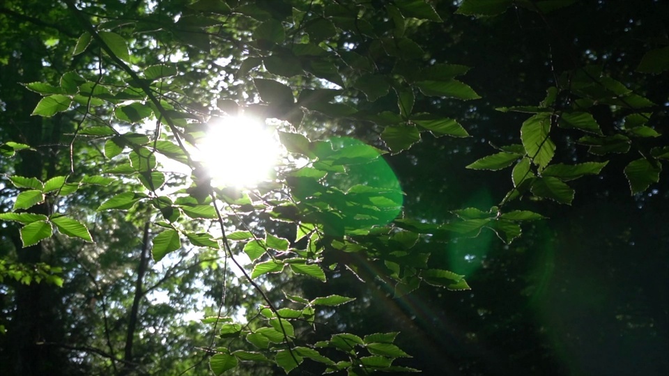 Floresta de luz verde