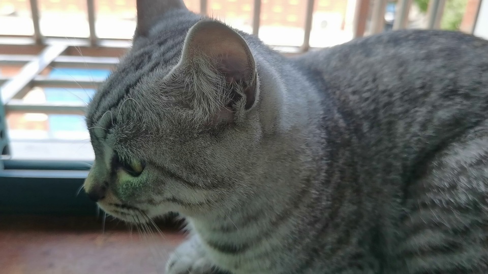 El gato en la ventana