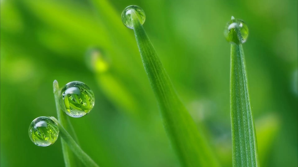 Early morning dew