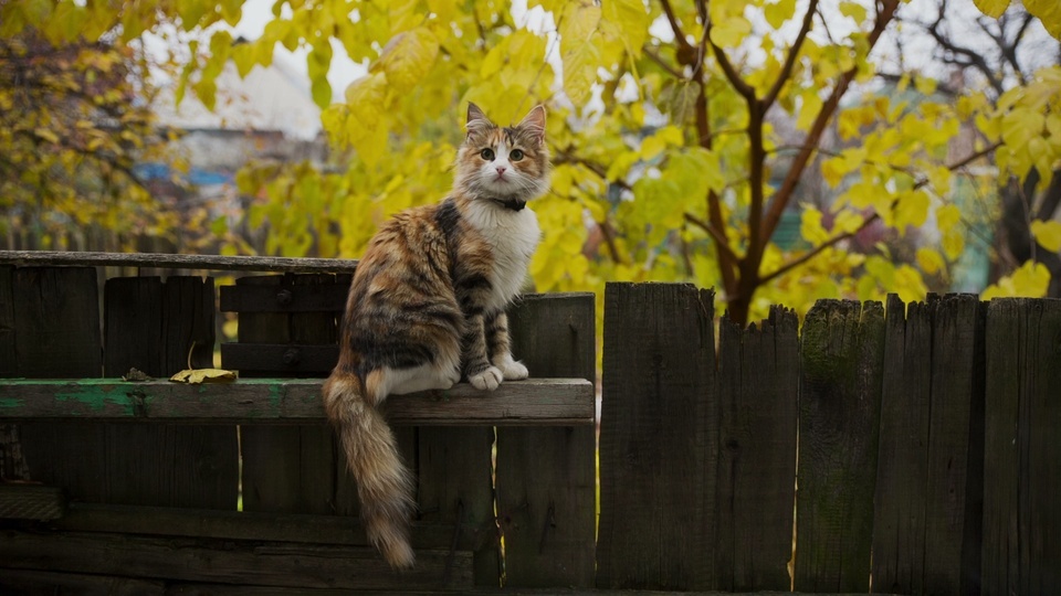 Chat d'automne