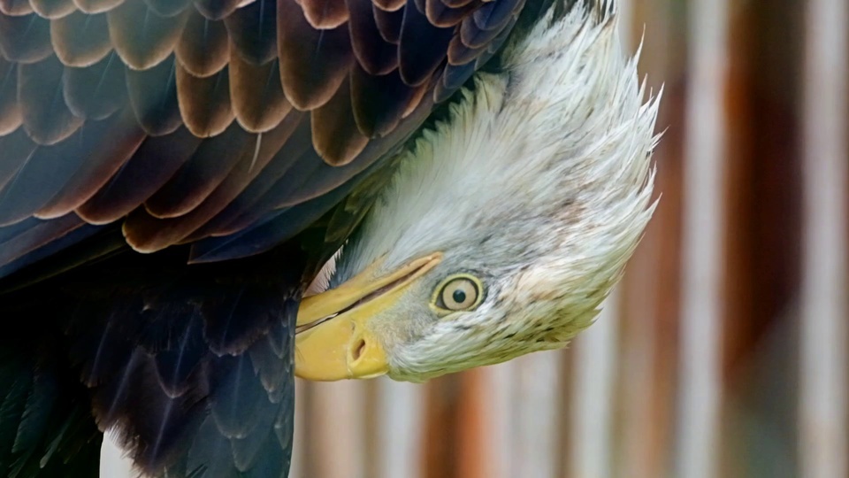 High definition dynamic eagle combing feathers