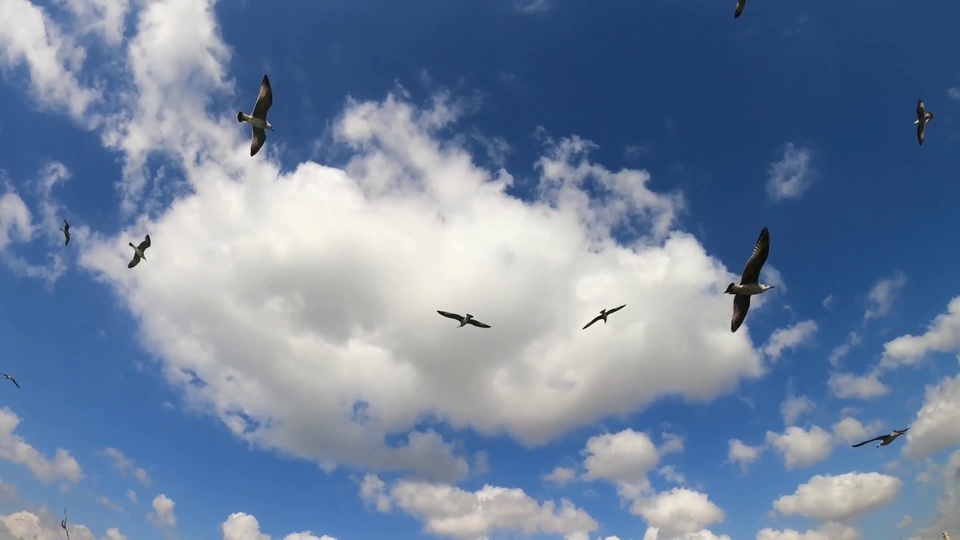 Golpe de águila