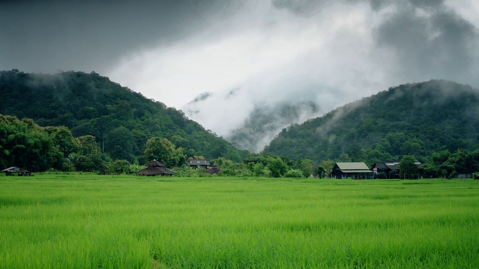 Eye protection green rice field