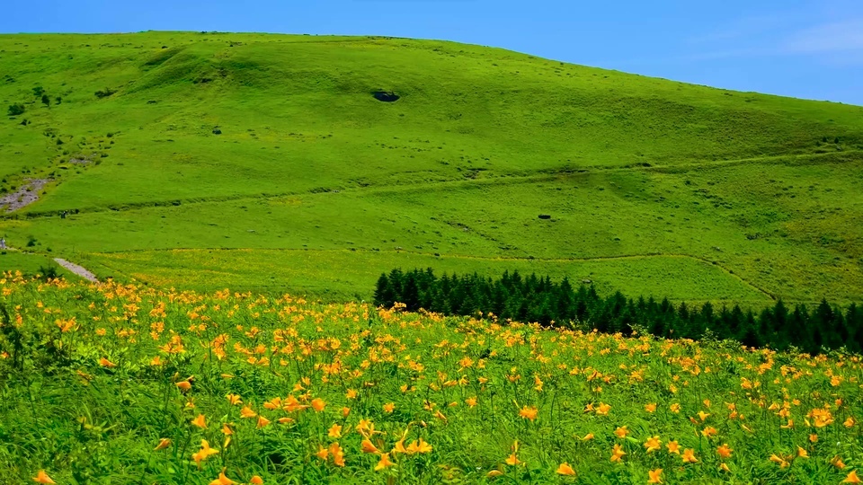 4K proteção dos olhos azul céu grama pequena flor amarela