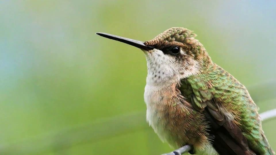 Eye protection green high definition dynamic bird