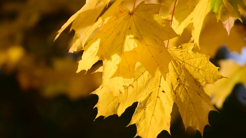 Leaves in the circulating wind