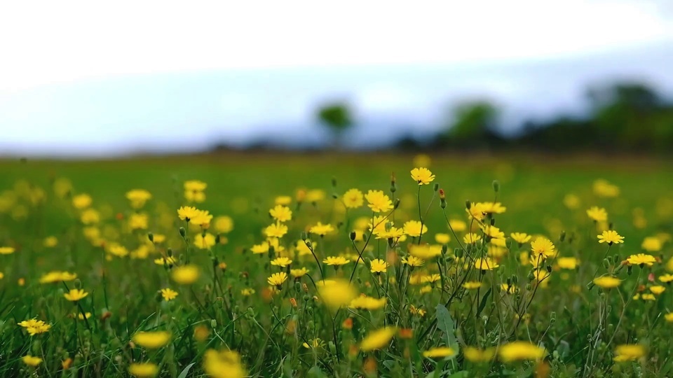 Eye protection wind small yellow flower