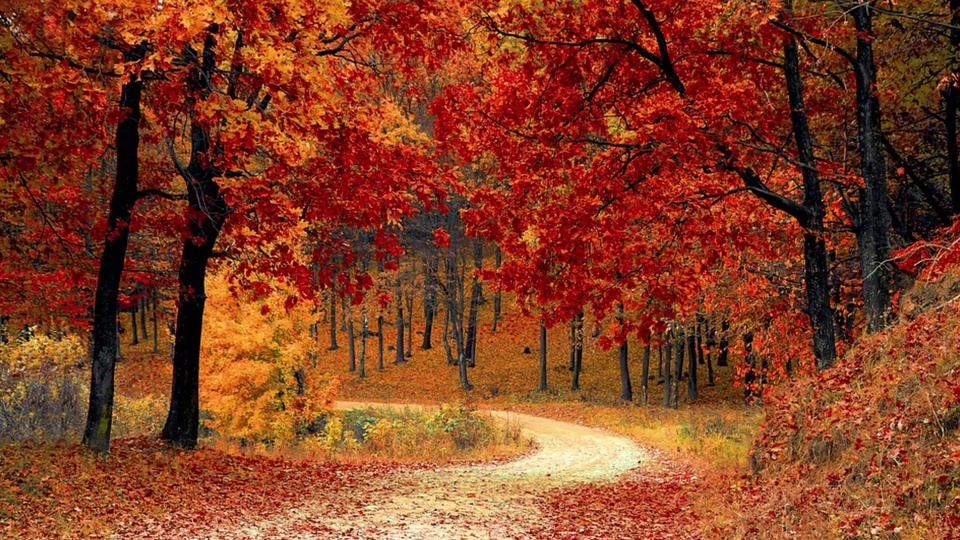 Maple forest leaf litter