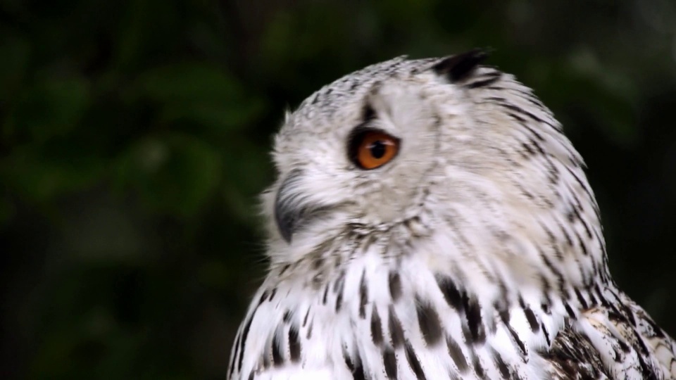 Handsome owl