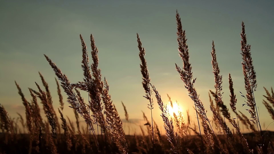 Grama no pôr do sol