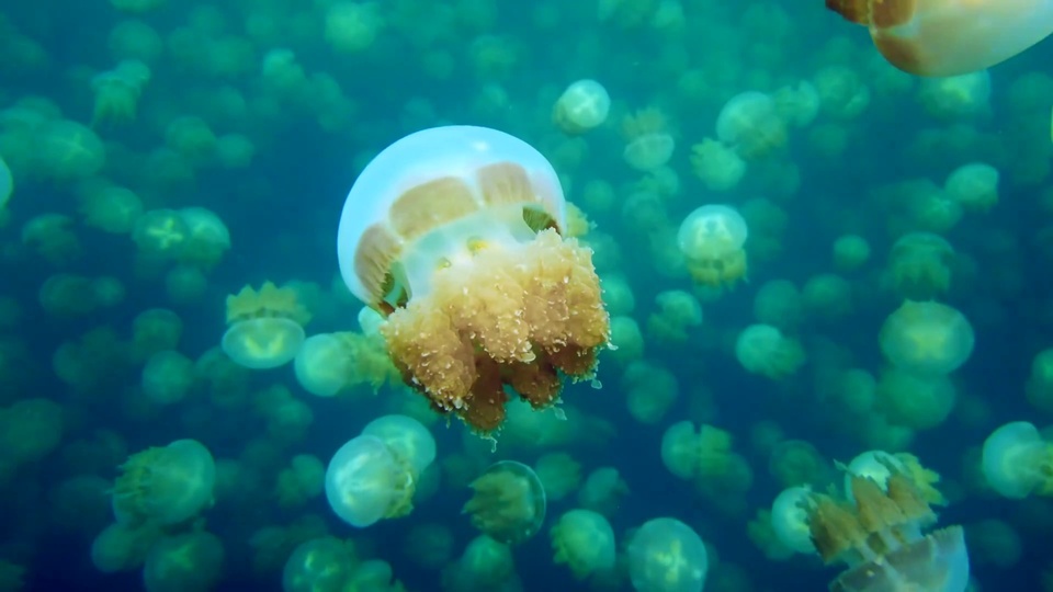 Dream Jellyfish